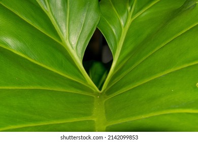 Green Texture Plant Leaf Vain Garden Background 