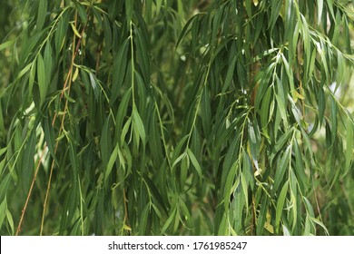 The Green Texture Of The Willow Tree Leaves