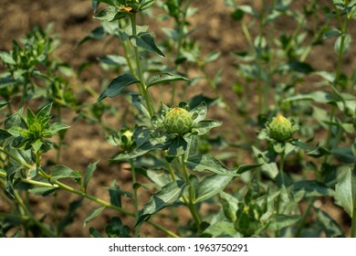 The Green And That Not Blooming Safflower And Seed Varieties Are Produced From Large Farm In Village