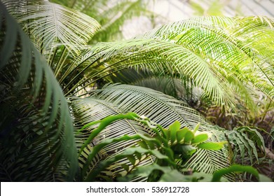 Green Thick Jungle. Tropical, Moist Forest Scene