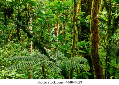 Green And Thick Tropical Rain Forest In Panama