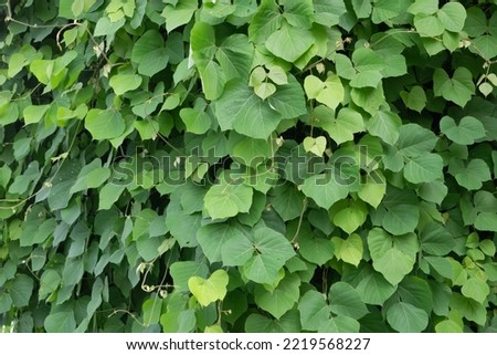 Green thickets of kudzu. Floral background.