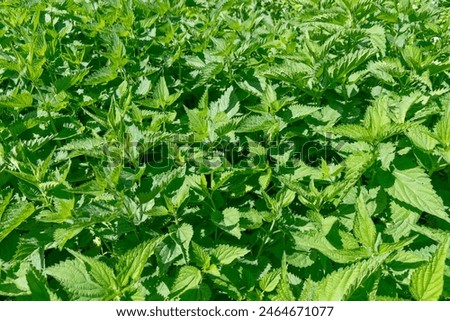 Similar – Image, Stock Photo Stinging nettle (Urtica dioica) in the morning light
