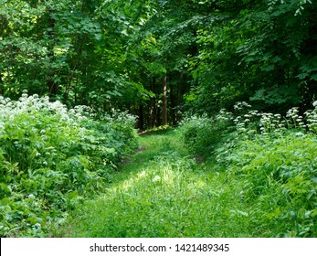 green thickets in the summer dark forest - Shutterstock ID 1421489345