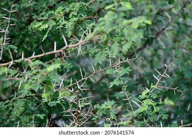 Green Thorny Bush And Shrubs