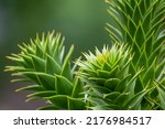 Green thorny leaves of araucaria araucana or monkey tail tree with sharp needle-like leaves and spikes of exotic plant in the wilderness of patagonia shows symmetric shape details of the green leaves