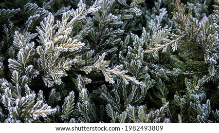 Green thuja covered in frost