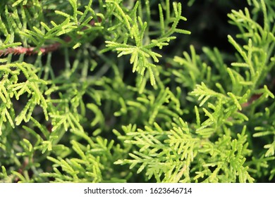 Flower Of Chinese Arborvitae Hd Stock Images Shutterstock