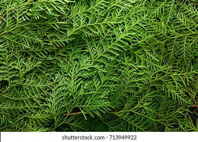 Green Thuja Tree Branches Background. Natural Needles Backdrop, Bright Evergreen Texture