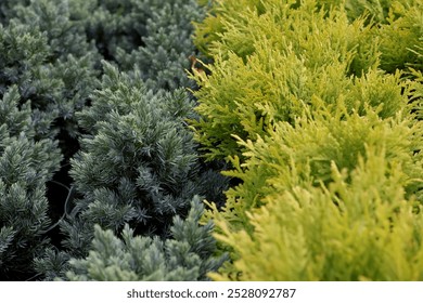 Green thuja tree branches texture background. Close-up view of the garden plant - Powered by Shutterstock