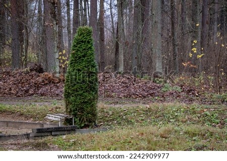 green thuja tree in Latvia cemetery