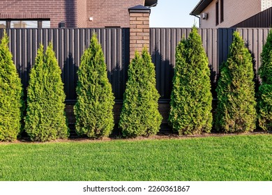 Green thuja trees are planted in a row. Beautiful green plants and green grass