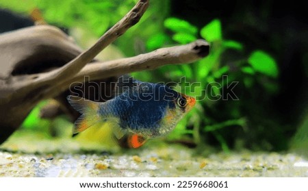 Green Tiger Barb freshwater fish - (Puntigrus tetrazona)