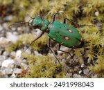 Green Tiger Beetle, Cicindela Campestris