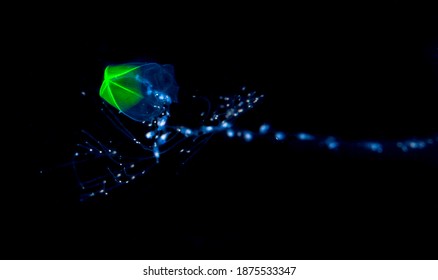 Green Tip Siphonophore, Plankton; Larval Fish; Pelagic Larval Marine Life, Off SE Florida; Gulf Stream Current; Atlantic Ocean;