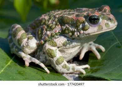 Green Toad / Bufo Viridis