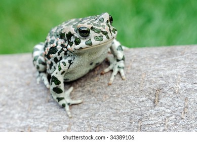 Green Toad Bufo Viridis