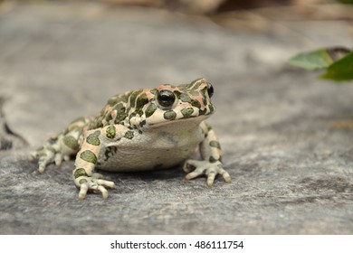 Green Toad (Bufo Viridis)