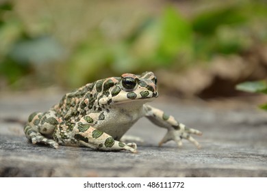 Green Toad (Bufo Viridis)