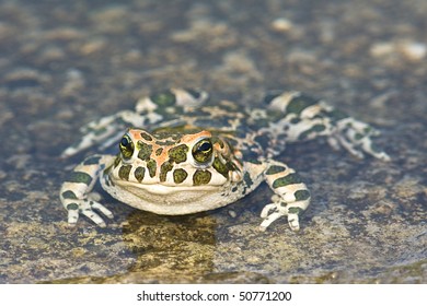 Green Toad (Bufo Viridis)