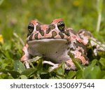 green toad, bufotes