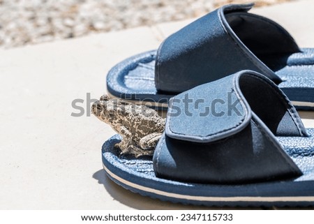 A green toad Bufotes Viridis is about to leap from a swimming pool slipper