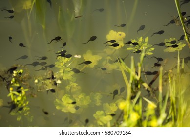 Green toad (Bufotes viridis) tadpoles - Shutterstock ID 580709164