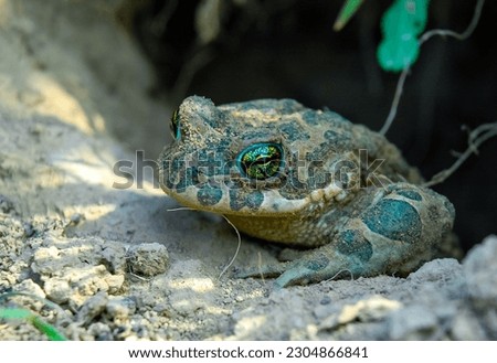 A green toad crawled out of its burrow after wintering underground