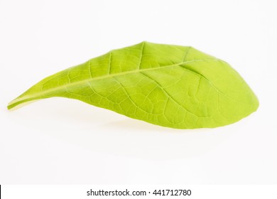 Green Tobacco Leaf Isolated On The White Background