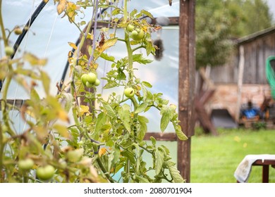 Green Tomates Growing In Small Old Backyard Greenhouse. Photo Taken On A Warm Overcast Day.