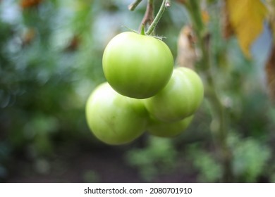 Green Tomates Growing In Small Old Backyard Greenhouse. Photo Taken On A Warm Overcast Day.