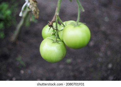 Green Tomates Growing In Small Old Backyard Greenhouse. Photo Taken On A Warm Overcast Day.