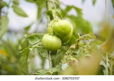 Green Tomates Growing In Small Old Backyard Greenhouse. Photo Taken On A Warm Overcast Day.