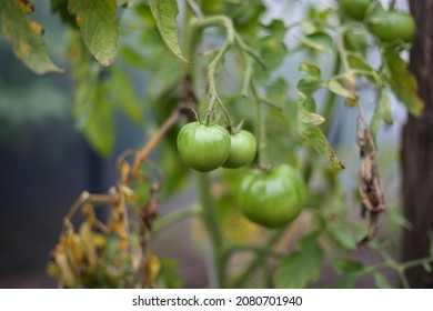 Green Tomates Growing In Small Old Backyard Greenhouse. Photo Taken On A Warm Overcast Day.