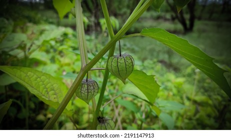 Green Tomatillo Fruit On Plant.