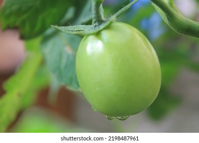 Green tomato dewy blur background - Powered by Shutterstock