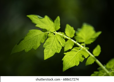 Green Tomato Leaf