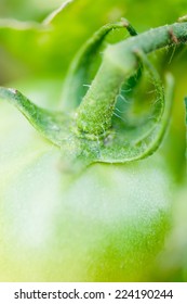 Green tomato on vine, extreme close-up - Shutterstock ID 224190244