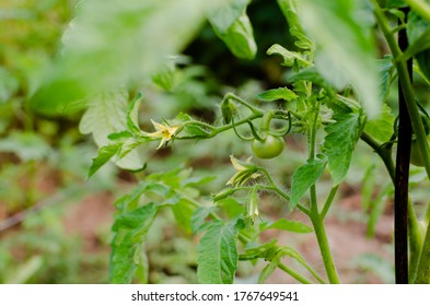 Green Tomato Plant In The Garden