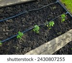 Green tomato seedlings in ground next to micro irrigation hose. Irrigation system in vegetable garden. Gardening, horticulture. Top view