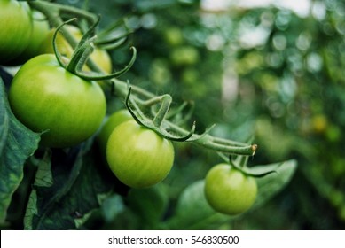 Green Tomatoes