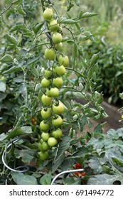 Green Tomatoes In Bio Seedbed