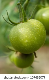 Green Tomatoes Diseased Noble Rot.