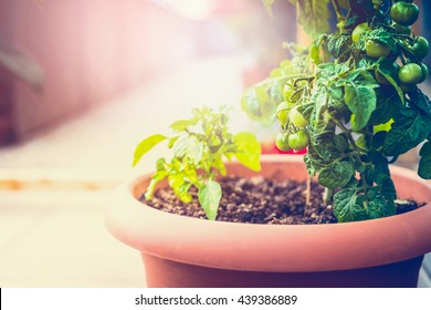 Green Tomatoes In Flowers Pot On Balcony Or The Terrace In Sun Light, Close Up.
Growing Organic Vegetables On The Balcony