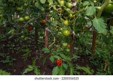 Green Tomatoes Growing In A Greenhouse. Tomato Hanging On A Branch. Tomatoes Plantation. Organic Farming