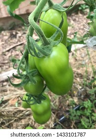 Green Tomatoes Growing In The Hoop House At The Farm