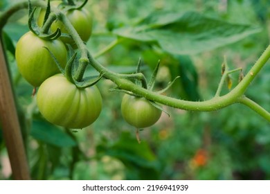 Green Tomatoes Growing On The Vine On Defocused Garden Background