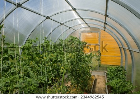 Similar – Laubenpieper I View into a greenhouse with a row of crops, mainly tomato plants, through the door