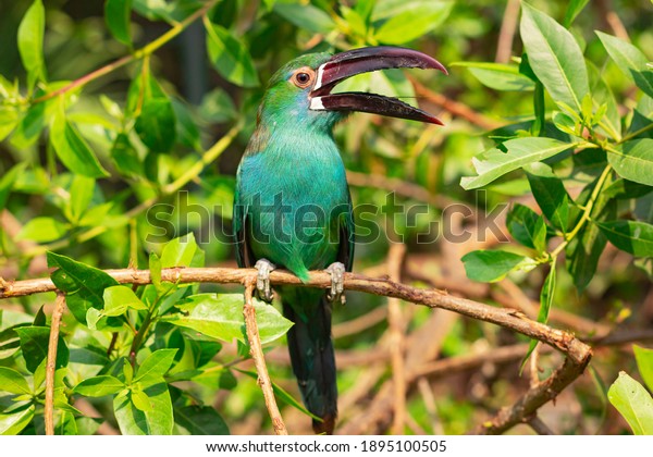 green toucan  in a contact\
zoo