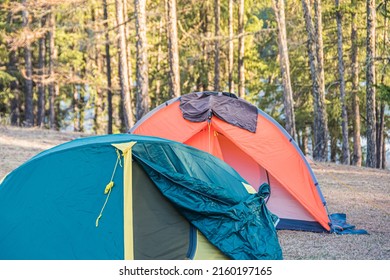 Green tourist tent on yellow dry grass on sunny day. Camping in pine forest for outdoor recreation. Wildlife travel on foot